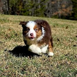 Rudolph - Red tri-color female Australian Shepherd puppy in Blairsville, Georgia from Georgia Peach Aussies