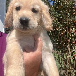 Red collar - Golden female Golden Retriever puppy in Jesup, Georgia from Painted Platinum Retrievers (Painted Platinum Kennel) PPK