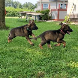 German Shepherd Puppies from Titanium Strong German Shepherds