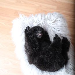 Poodle Puppies from Laminin Poodles