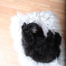 Poodle Puppies from Laminin Poodles