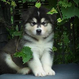 Jimmy - Seal and white male Alaskan Malamute puppy in Michigan from Warrior’s Legacy Alaskan Malamutes