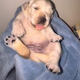 Golden Retriever Puppies from Goldilocks Golden Retrievers