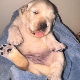Golden Retriever Puppies from Goldilocks Golden Retrievers