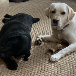 Labrador Retrievers from Bristol Bay Labradors