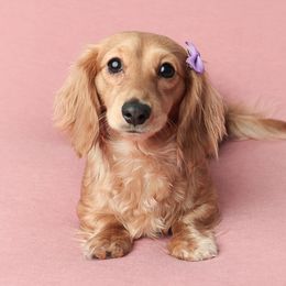 Emme - Dachshund