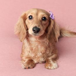 Emme - Dachshund
