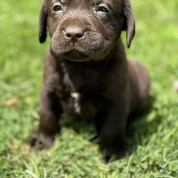 Boy 1 - Chocolate male Labrador Retriever puppy in Danville, Vermont from Dole Hill Labradors