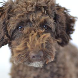 Frank - Cockapoo