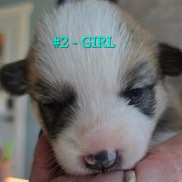 Puppy 2 - Red female Pembroke Welsh Corgi puppy in Buffalo, Wyoming from Diamond K Corgis