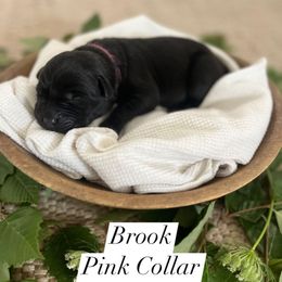 Brook - Black female Dilute Retriever puppy in Kenton, Ohio from Lynn Valley Labradors