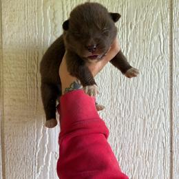 Girl 5 - Red and white female Siberian Husky puppy in Jonesborough, Tennessee from Dry Creek Siberians