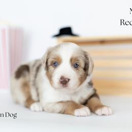 Corn Dog - Red merle male Miniature Australian Shepherd puppy in Wooster, Ohio from Kari's Mini Aussies
