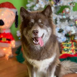 Lay - Siberian Husky