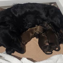 Dachshund Puppies from Long Mountain Long Dogs