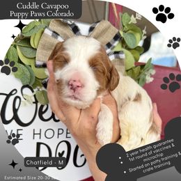Chatfield - Blenheim male Cavapoo puppy in Fort Lupton, Colorado from Puppy Paws Colorado