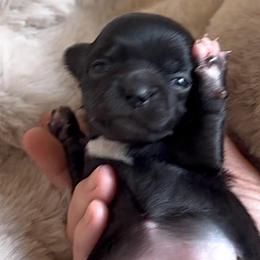 AKC Bubbles, 4300.00 - Black and white female Chihuahua puppy in Northern, Colorado from Wild Mountain Chihuahuas