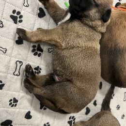 Dutch Shepherd Puppies from Stone Age K9