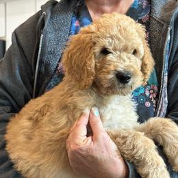 W25 Male Light Blue Collar Buddy - Red  male Goldendoodle puppy in Cape Coral, Florida from GoldenDoodles Cape Coral