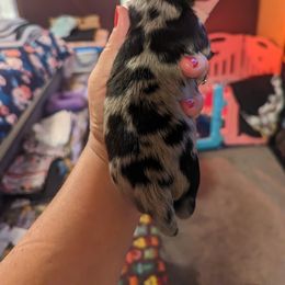 Boy 2 - Dapple Dachshund puppy in Homosassa, Florida from Foxies Doxies