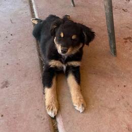 Rowan - male Toy Australian Shepherd puppy in Delta, Colorado from SATA Kennels