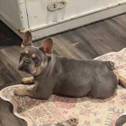 Charlotte - French Bulldog