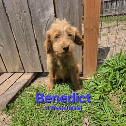 Benedict - Red male Labradoodle puppy in Genoa City, Wisconsin from Sakura Pups