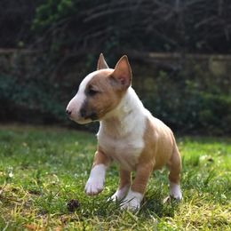 Miniature Bull Terrier Puppies from Joyful miniature bull terriers