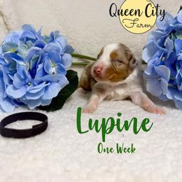 Lupine - Red merle male Australian Shepherd puppy in Falmouth, Kentucky from Queen City Farm