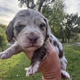Gatsby - Dapple male Dachshund puppy in Bentonville, Arkansas from Boujee Buns Dachshunds