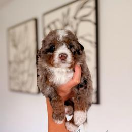 Corregidor - Tri-color male Bernedoodle puppy in Cold Spring, Minnesota from A.N.A. Doodles