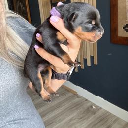 Grape - Black and rust female Rottweiler puppy in Eagle Mountain, Utah from Woolley Darlings