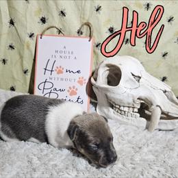 Hel - White and blue fawn female Rat Terrier puppy in Lynn, Alabama from Cryptic Rat Terriers