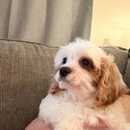 Estella - White female Cavapoo puppy in Hickory, North Carolina from Homegrown Spaniels
