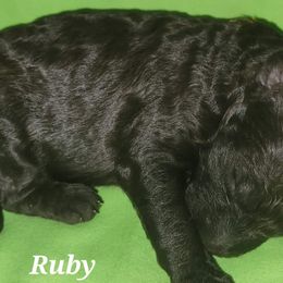 Ruby - Poodle puppy in Missouri from 7P Services