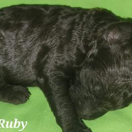 Ruby - Poodle puppy in Missouri from 7P Services