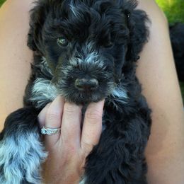 Portuguese Water Dog Puppies from Yellowstone Porties