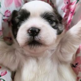 Andy - Brown and white Shichon puppy in Ronda, North Carolina from Willow River
