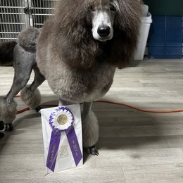 Collie, Poodle, and Shetland Sheepdog All Grown Up from Adiame Kennels