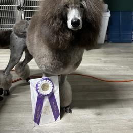 Collie, Poodle, and Shetland Sheepdog All Grown Up from Adiame Kennels