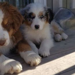 Australian Shepherd All Grown Up from Bridger Butte Aussies
