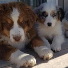 Australian Shepherd All Grown Up from Bridger Butte Aussies