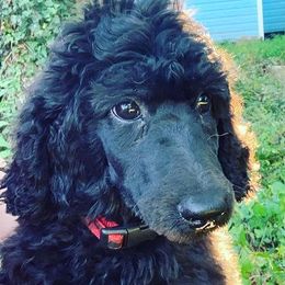 Miniature Schnauzers and Poodles from Bewitching Kennels