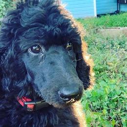 Miniature Schnauzers and Poodles from Bewitching Kennels
