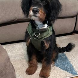 Golden Mountain Doodle All Grown Up from Pup Paw-fection