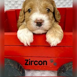 Zircon - Red male Australian Labradoodle puppy in Sacramento, California from Delta Breeze Labradoodles