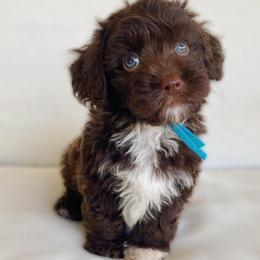 Snickers - Chocolate male Cavapoo puppy in Van Alstyne, Texas from Home Grown Puppies