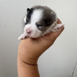 Boy 3 - Tri-colored male Pomeranian puppy in Meridian, Idaho from Precious poms