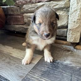 Sable Boy - Sable and white male Shetland Sheepdog puppy in Shirley, Arkansas from Lucky Pups
