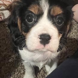 Hazel - Tri-color female Cavalier King Charles Spaniel puppy in Mc Louth, Kansas from Harmony Valley Cavaliers & Havanese